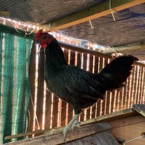 Meet your Posher, Deborah